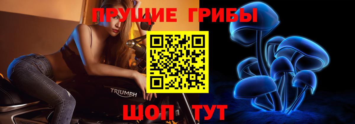 Галлюциногенные грибы Psilocybe Новодвинск